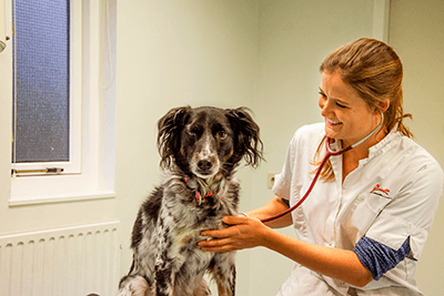 vet and dog